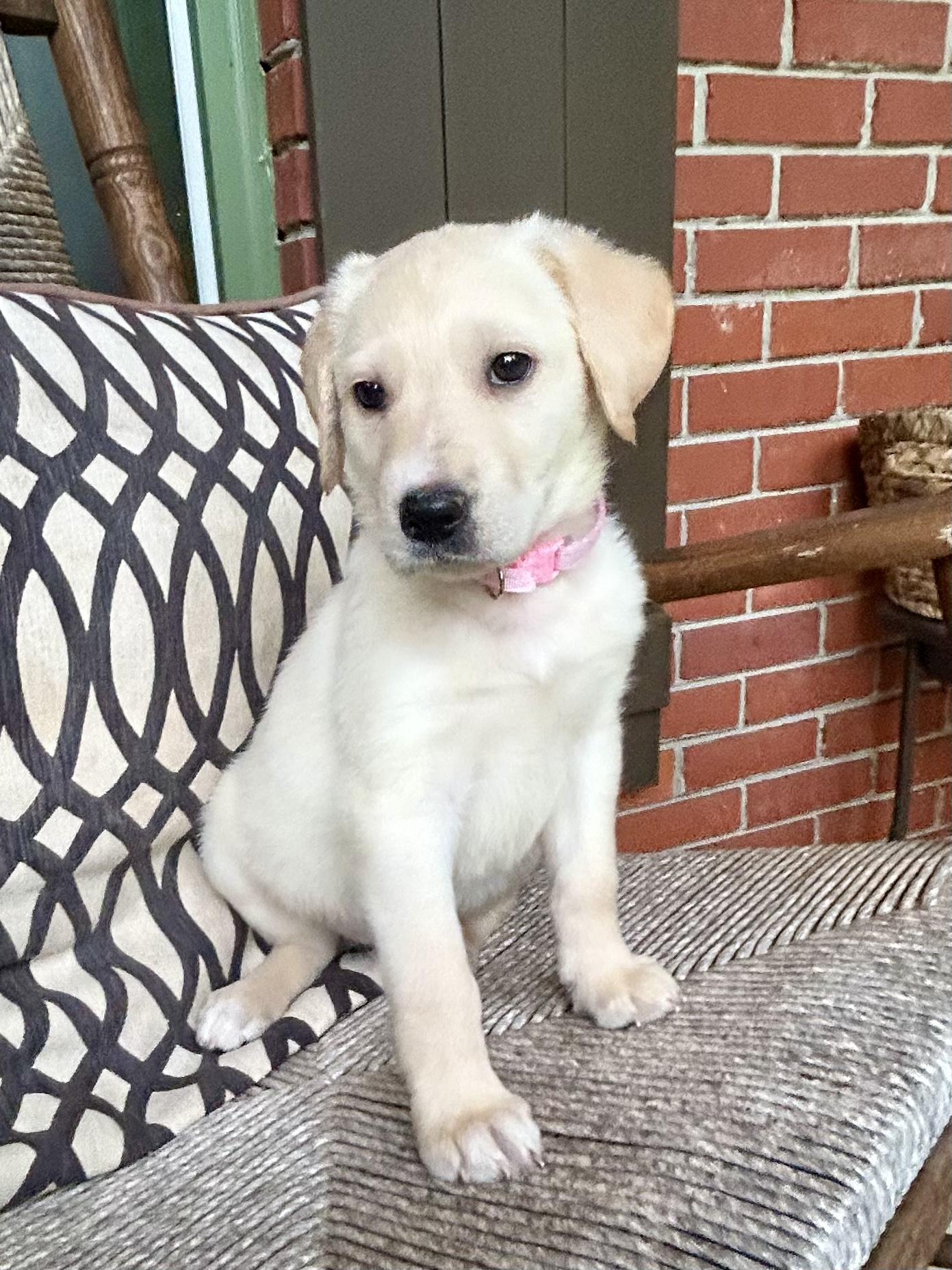 DOTTIE photo 3