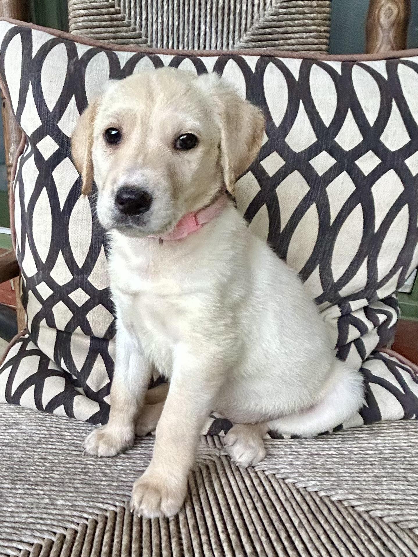 DOTTIE photo 4