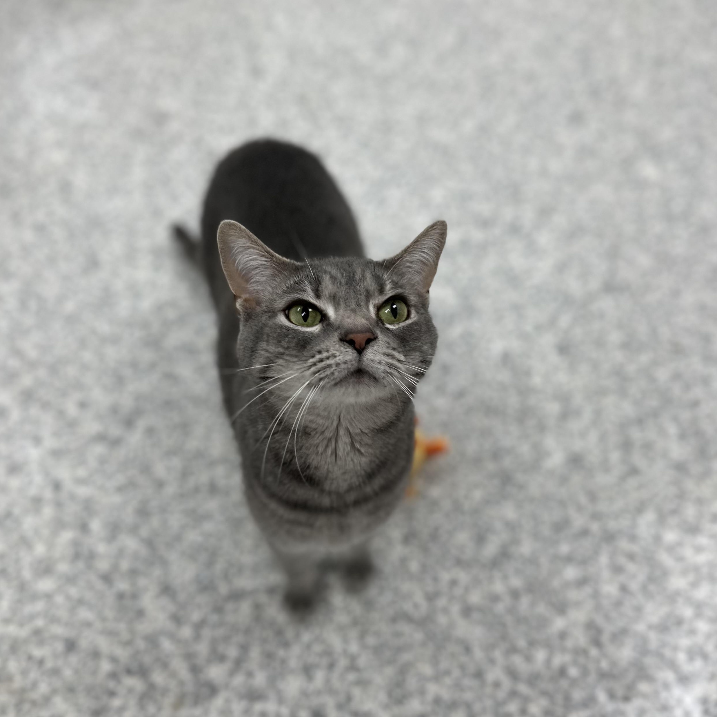 Sampson, Adult Male unknown