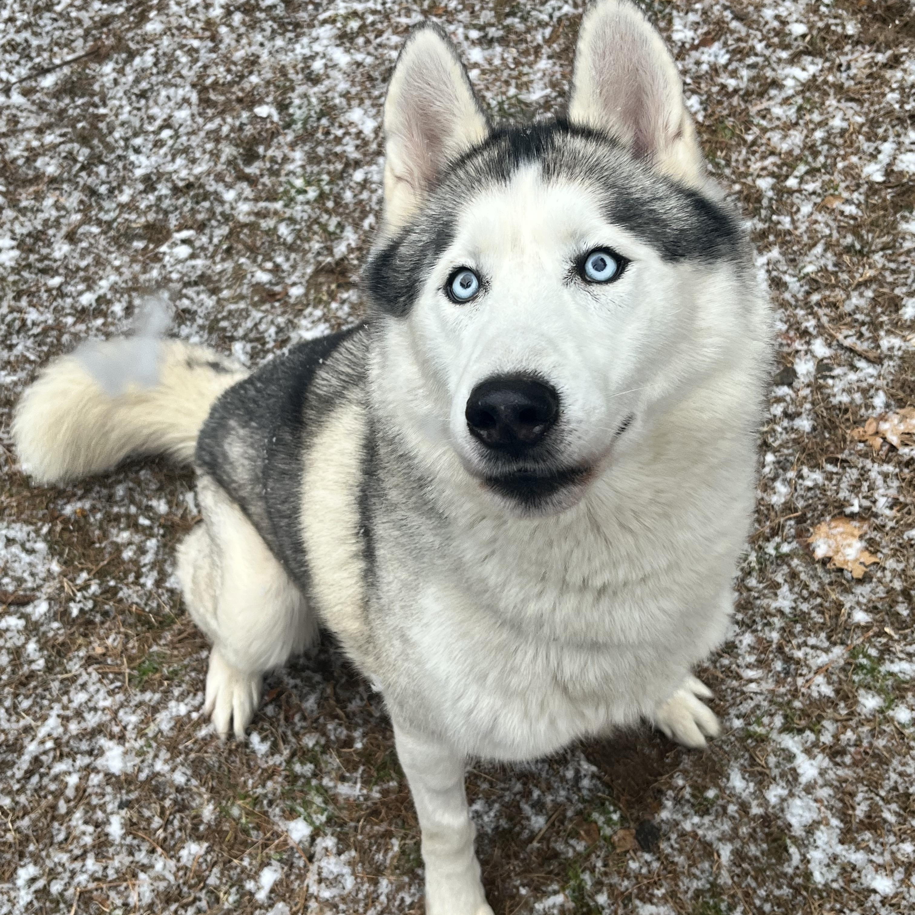Balto, a Adoptable Siberian Husky in Mansfield, CT image 1/4