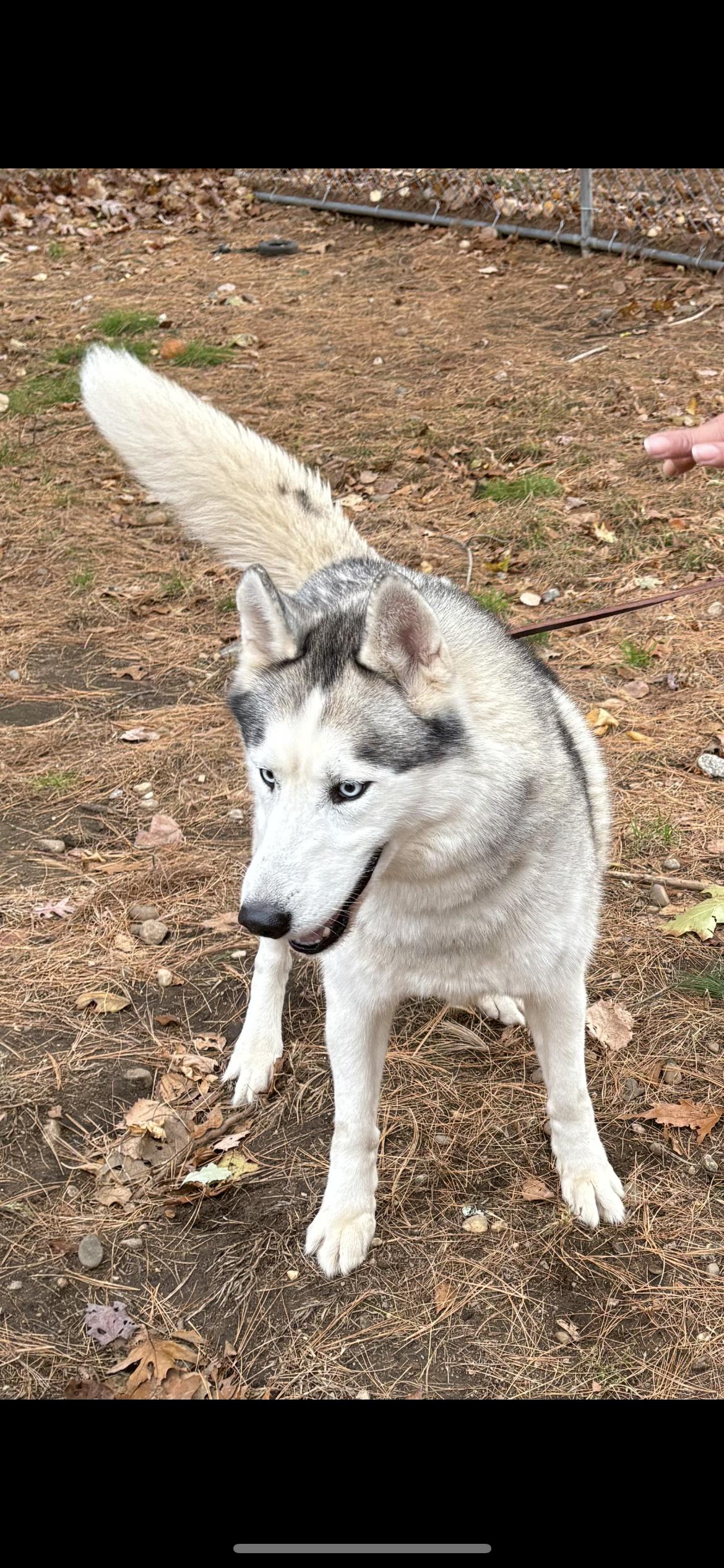 Balto, Adoptable, Adult Male Siberian Husky.