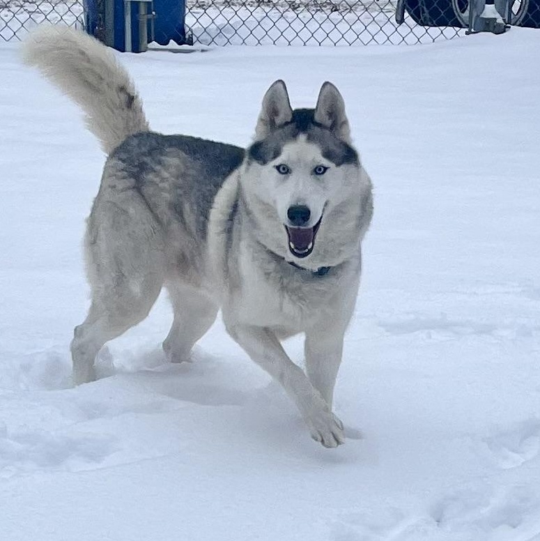 Balto, a Adoptable Siberian Husky in Mansfield, CT image 3/5