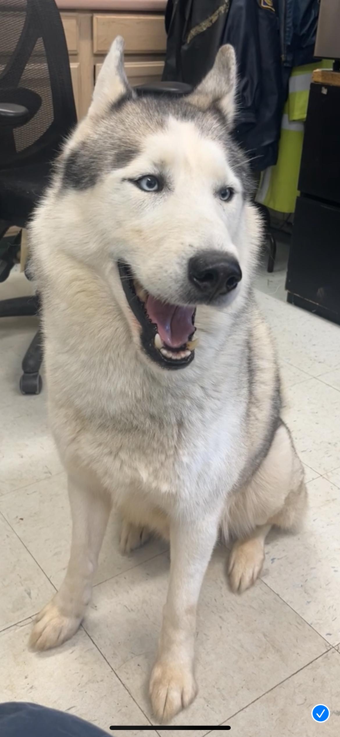 Balto, a Adoptable Siberian Husky in Mansfield, CT image 3/4