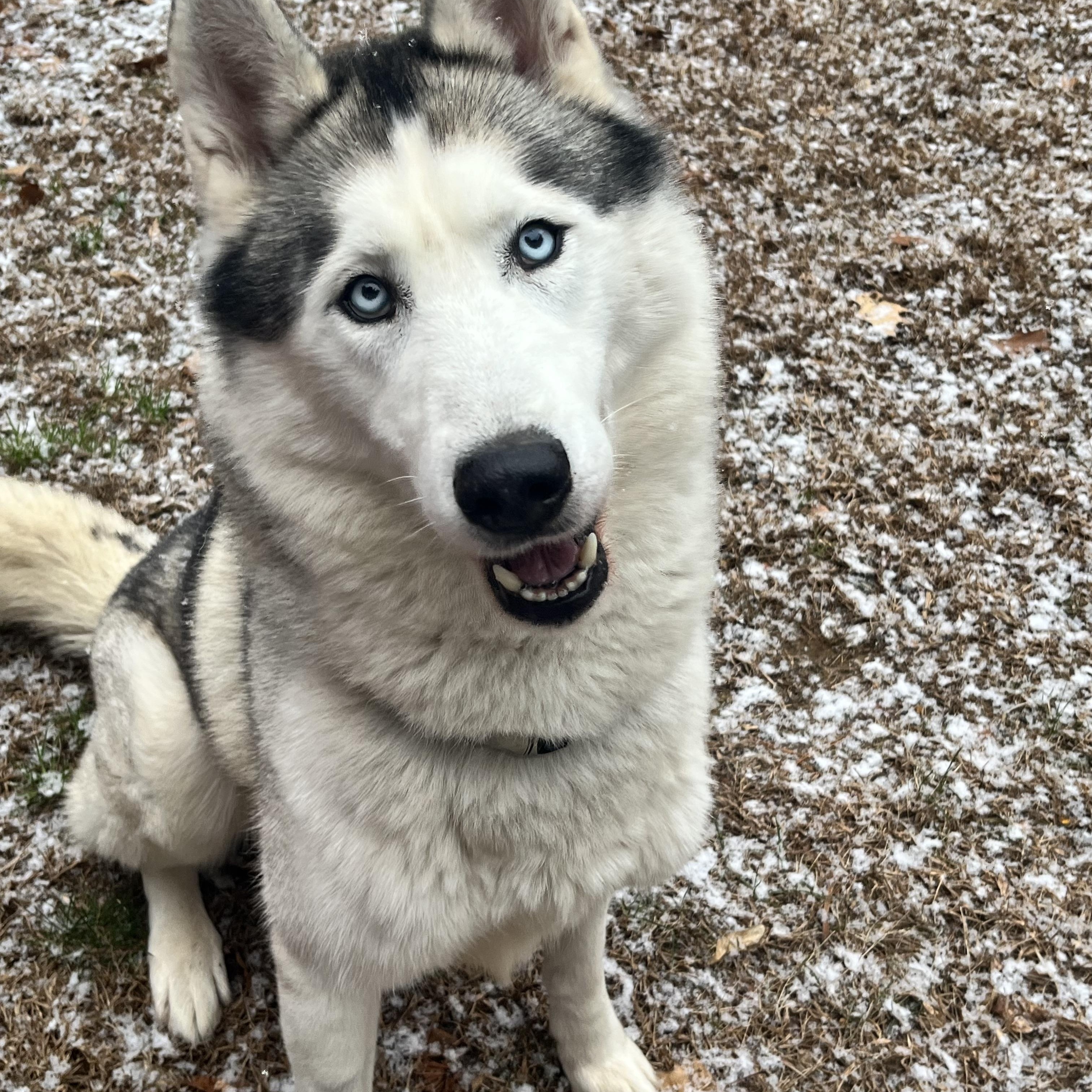 Balto, Adoptable, Adult Male Siberian Husky.
