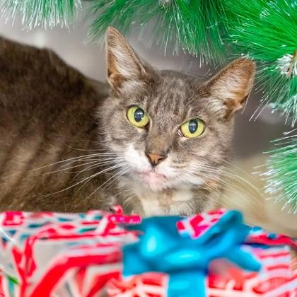 Miss Business, Adoptable, Senior Female Domestic Short Hair & Domestic Short Hair.