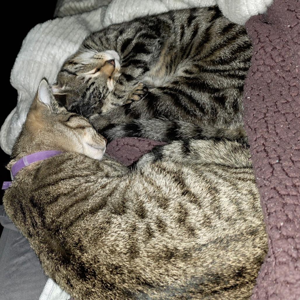 Enlarge Diane, a Adoptable Domestic Short Hair in Atlanta, GA image 2/6