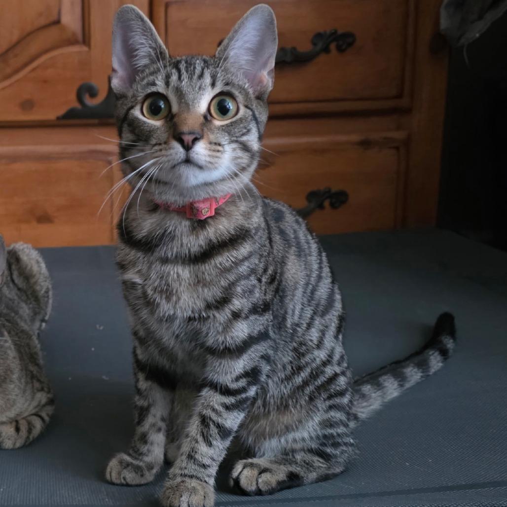 Enlarge Diane, a Adoptable Domestic Short Hair in Atlanta, GA image 4/6