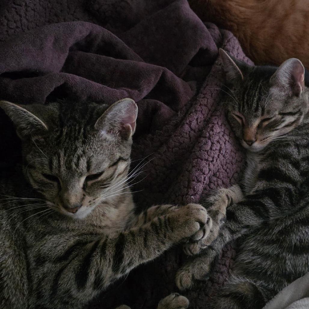 Diane — thumbnail 5