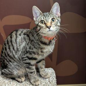 Enlarge Diane, a Adoptable Domestic Short Hair in Atlanta, GA image 6/6