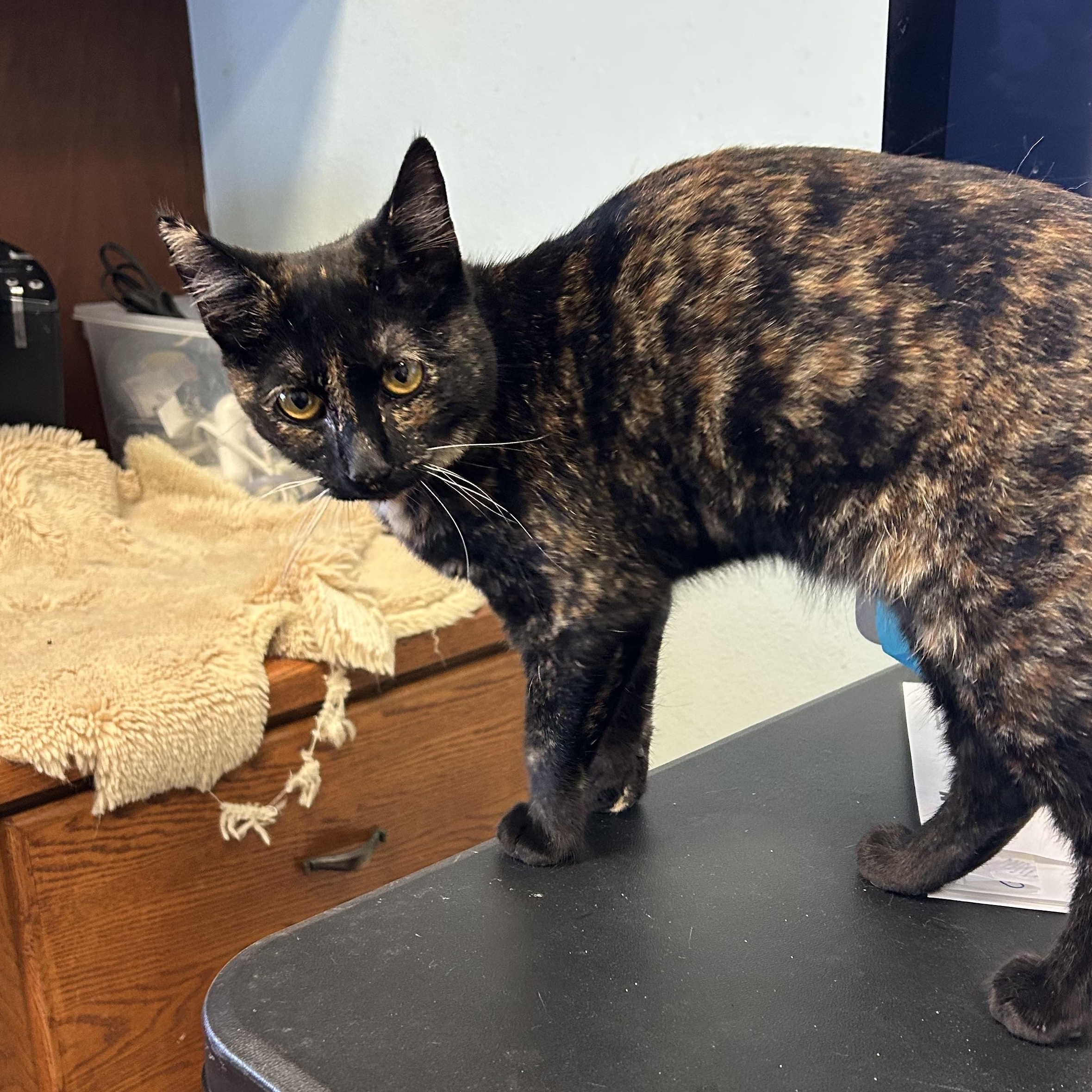 Birdie, a Adoptable Tortoiseshell in Orange, CA image 2/5