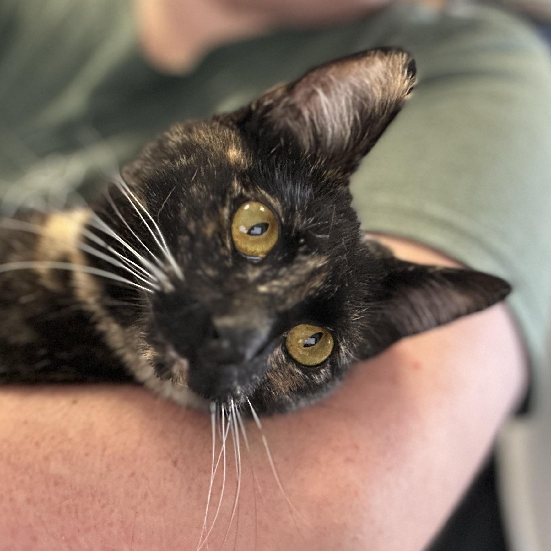 Birdie, Adoptable, Kitten Female Tortoiseshell.