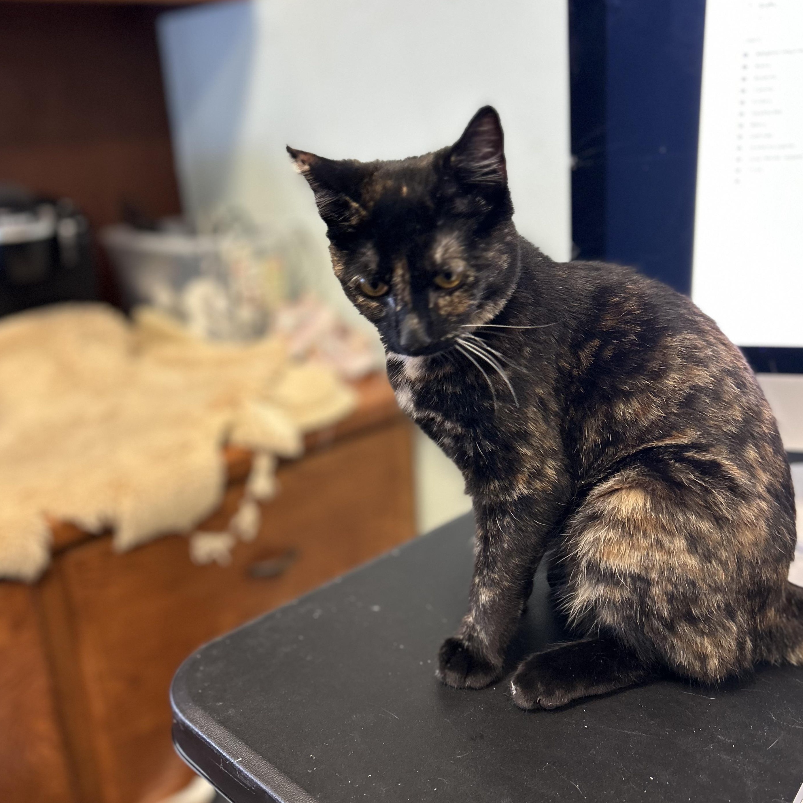 Birdie, a Adoptable Tortoiseshell in Orange, CA image 4/5