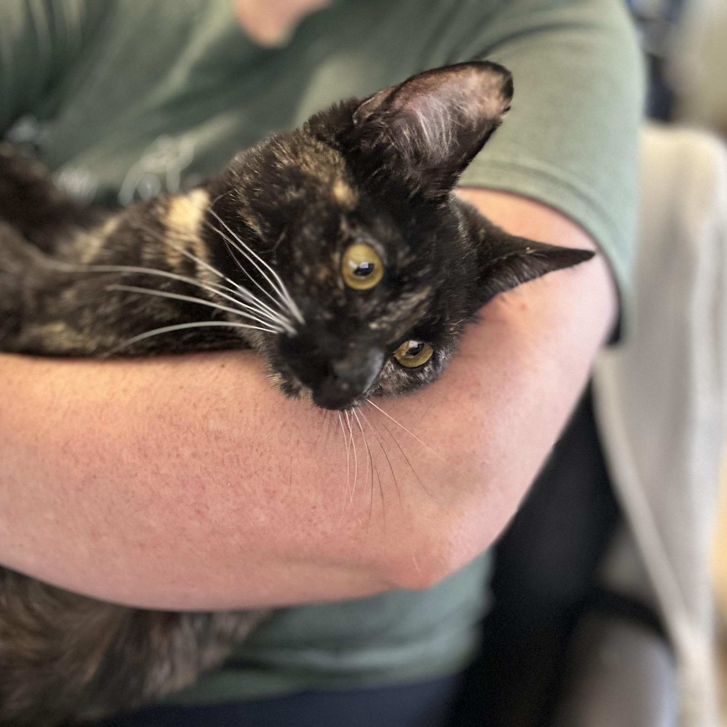 Birdie, a Adoptable Tortoiseshell in Orange, CA image 3/5