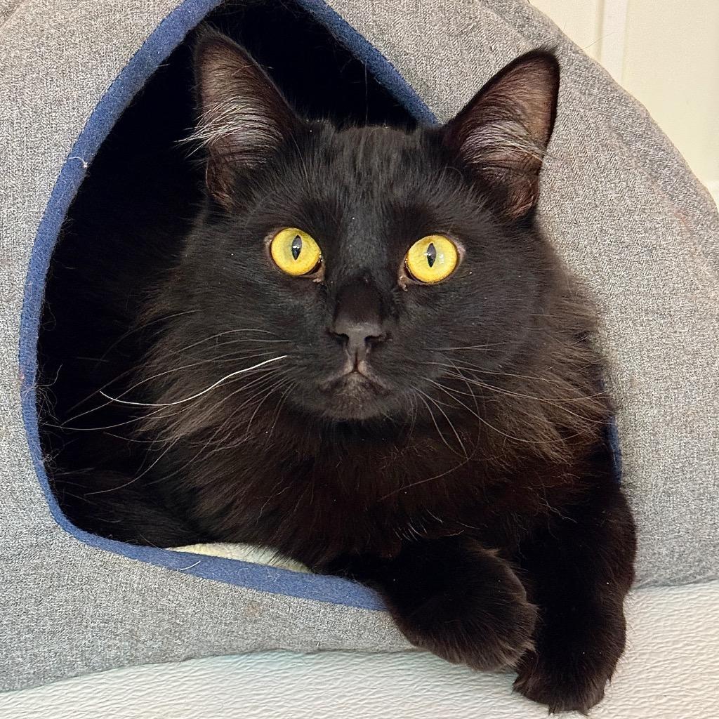 Luis, Adoptable, Young Male Domestic Medium Hair.