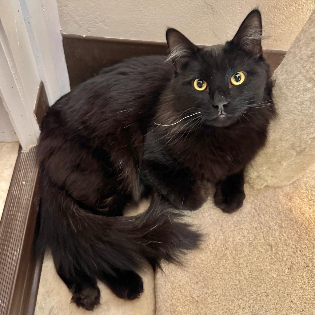 Luis, Adoptable, Young Male Domestic Medium Hair.