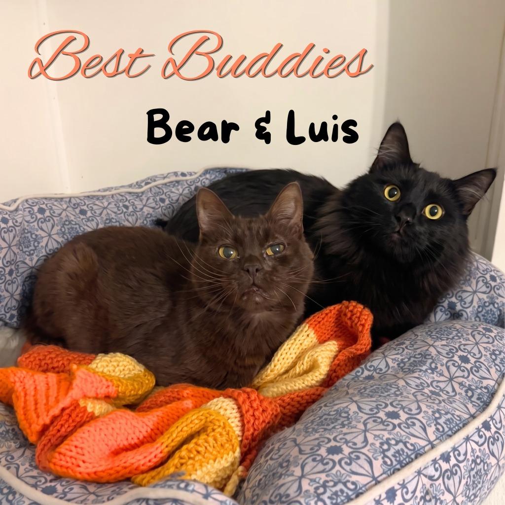 Luis, a Adoptable mixed breed in Cambria, CA image 4/6