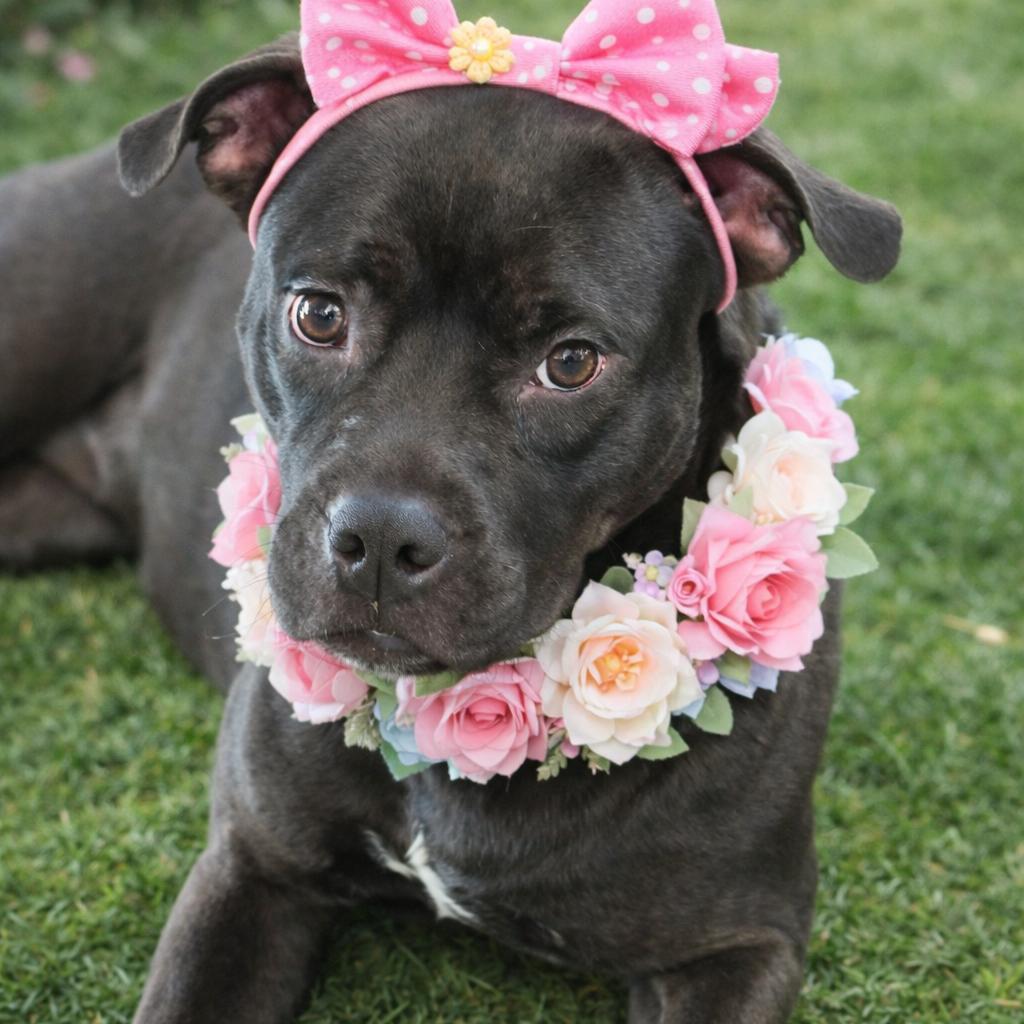 Enlarge Joy, a Adoptable mixed breed in Northville, MI image 1/5