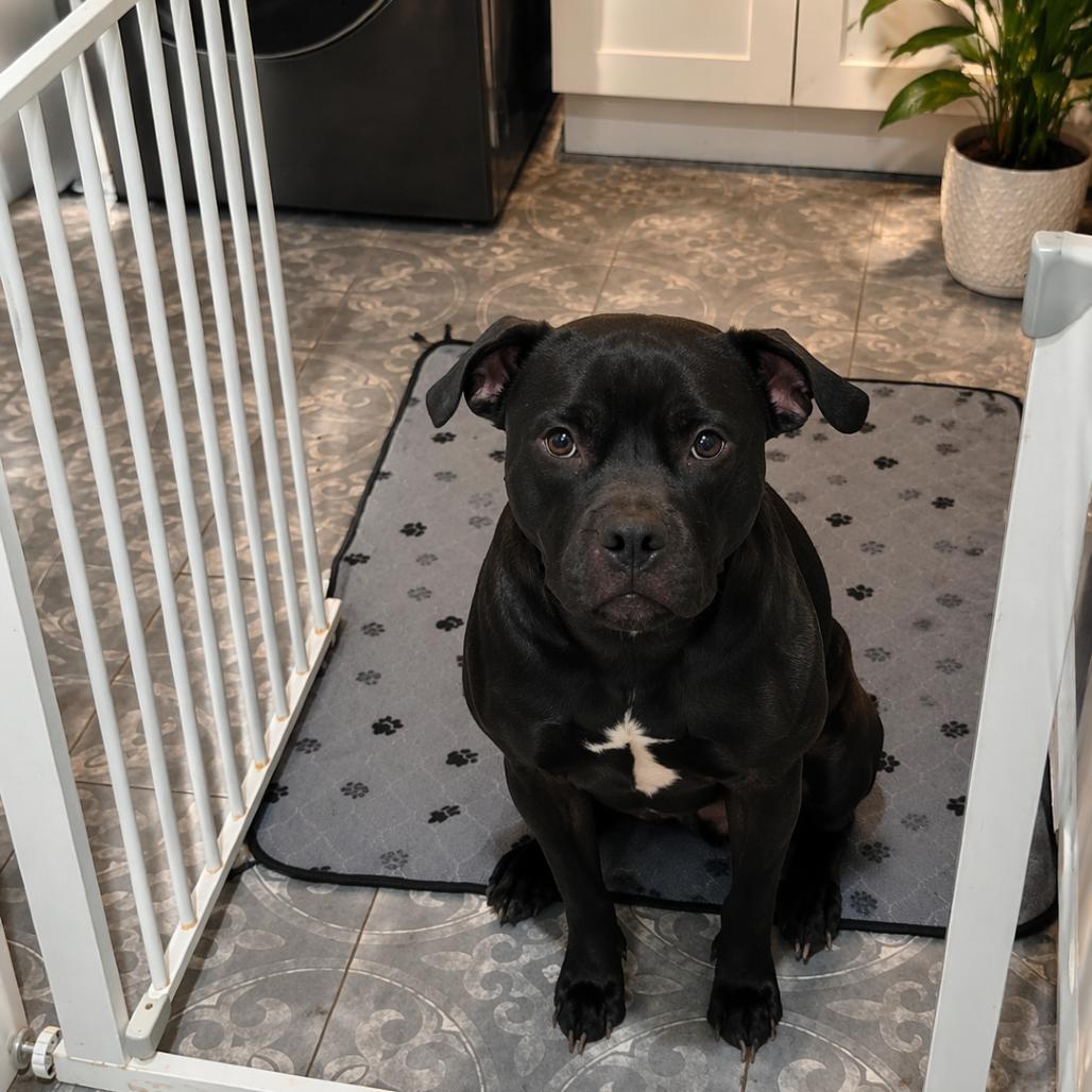 Enlarge Joy, a Adoptable mixed breed in Northville, MI image 2/6