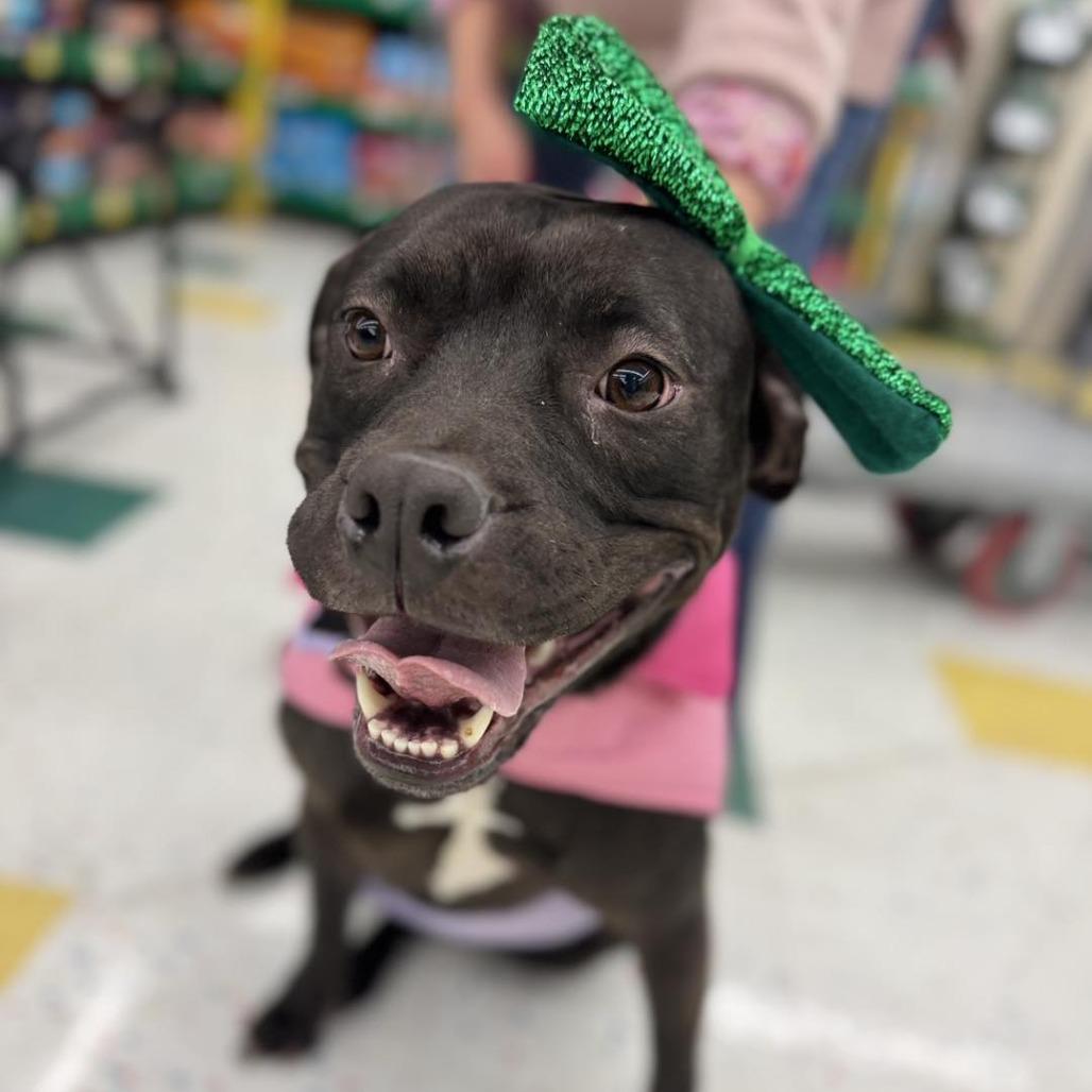 Enlarge Joy, a Adoptable mixed breed in Northville, MI image 2/5