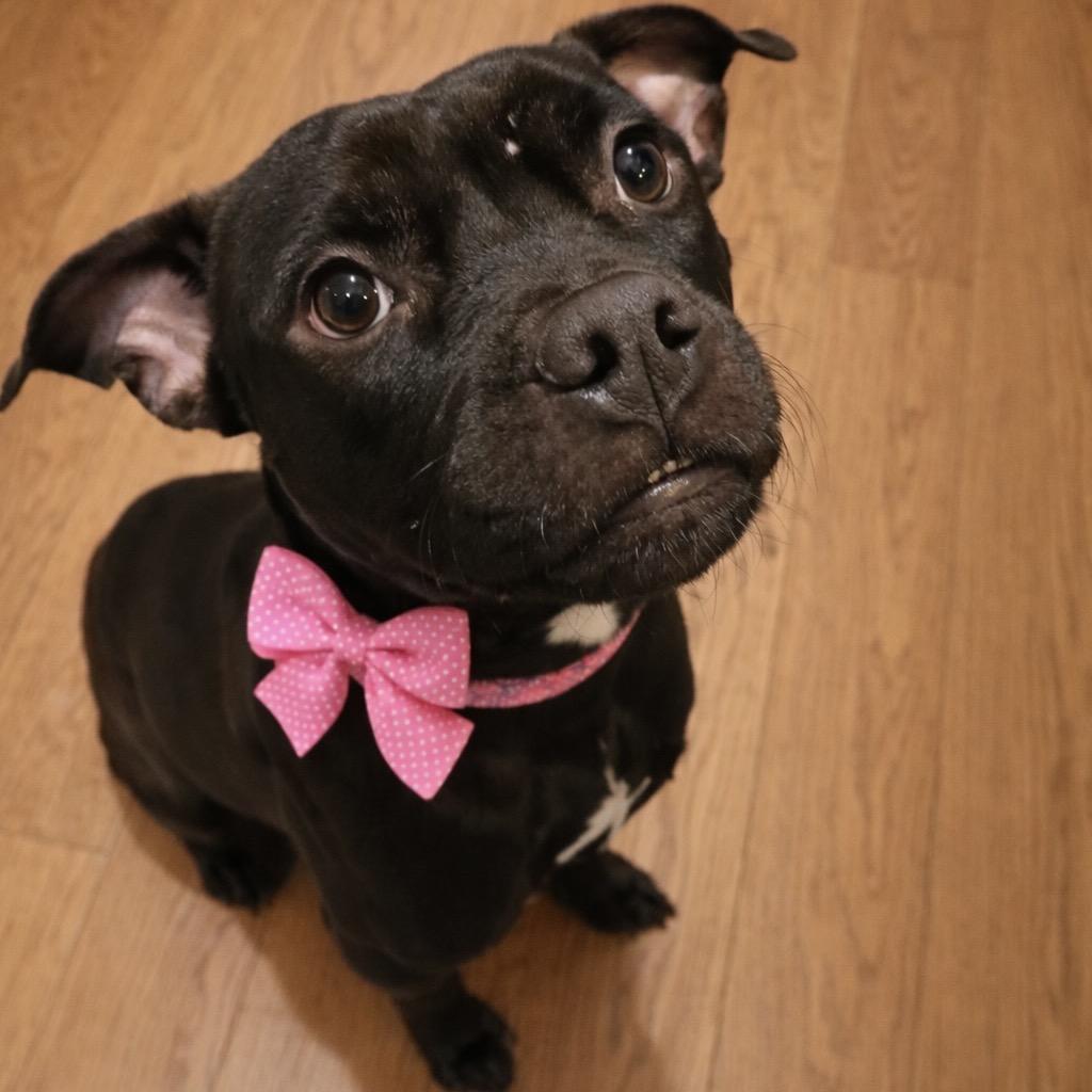 Enlarge Joy, a Adoptable mixed breed in Northville, MI image 3/5