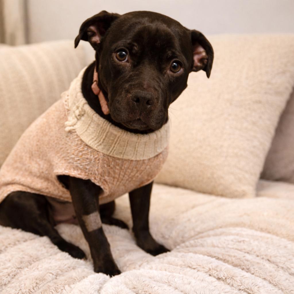 Enlarge Joy, a Adoptable mixed breed in Northville, MI image 3/4