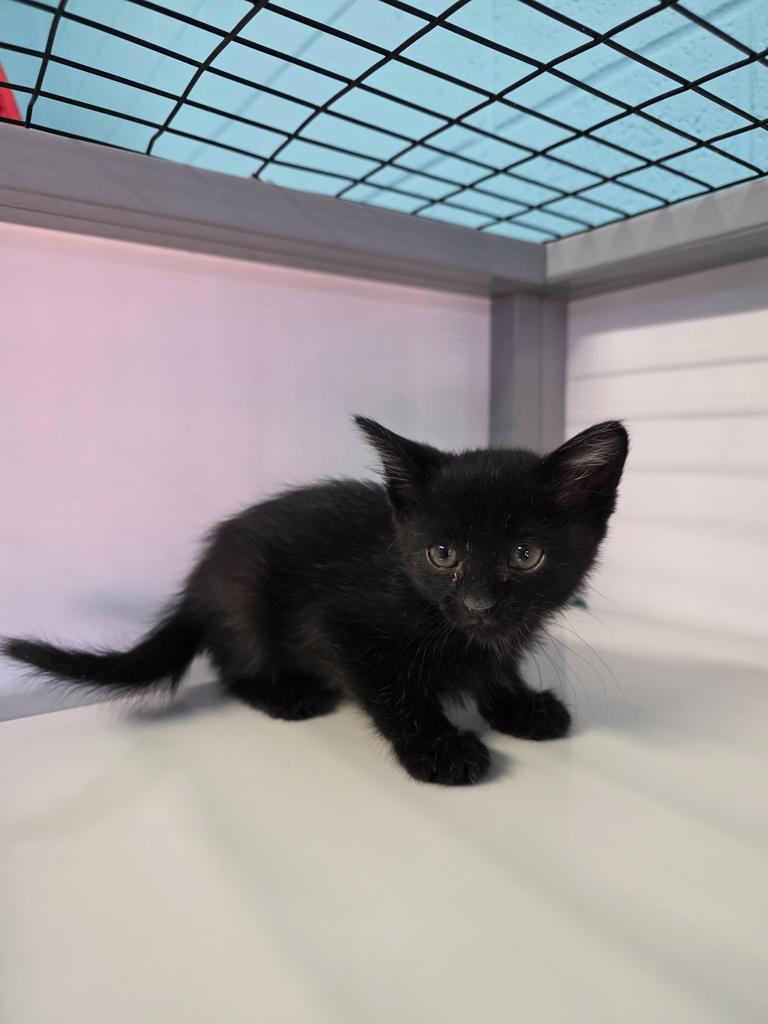 Enlarge Ghost Pepper, a Adoptable mixed breed in Holbrook, AZ image 1/1