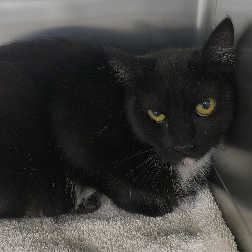 Momma, Adoptable, Adult Female Domestic Short Hair.