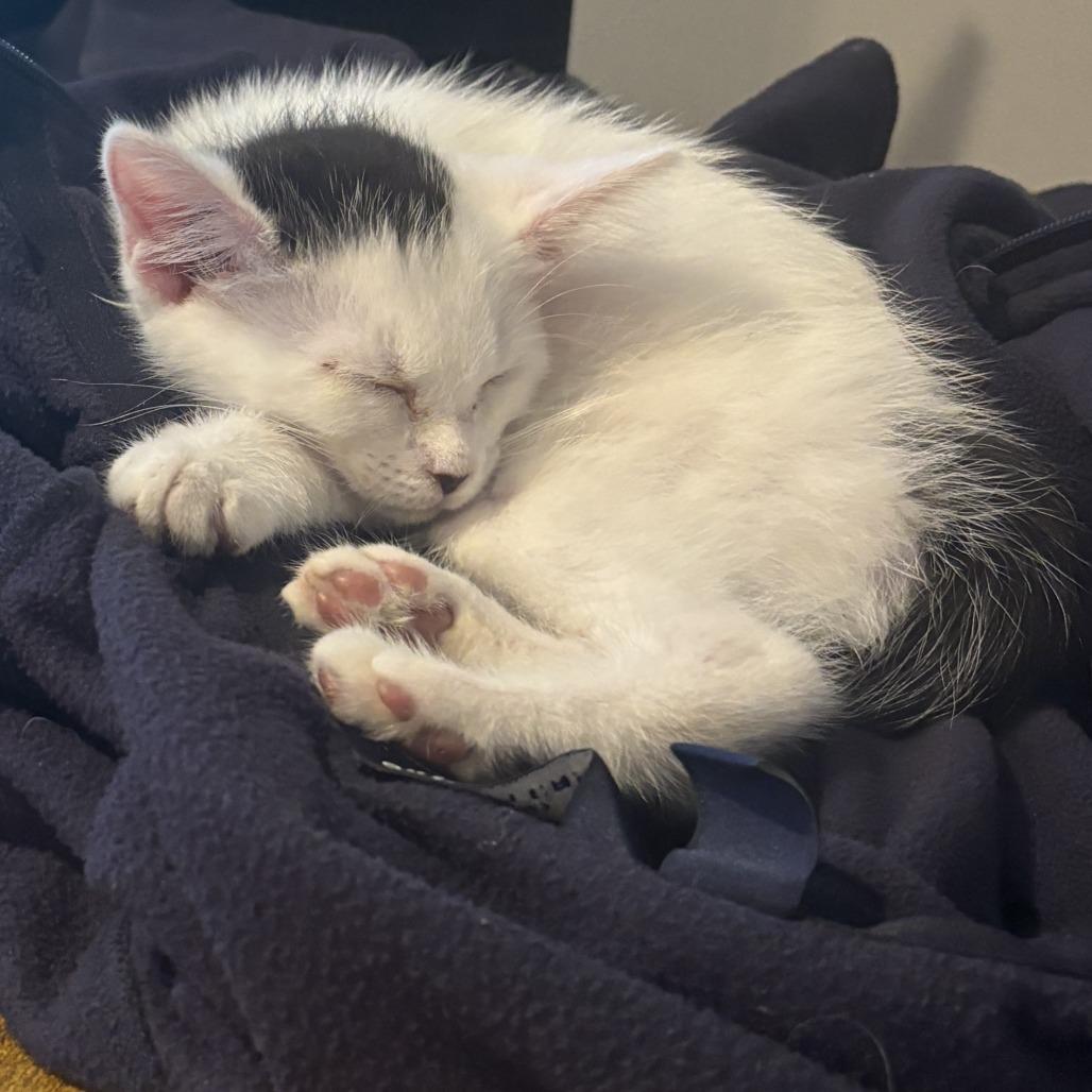 Molly, Adoptable, Kitten Female Domestic Short Hair.