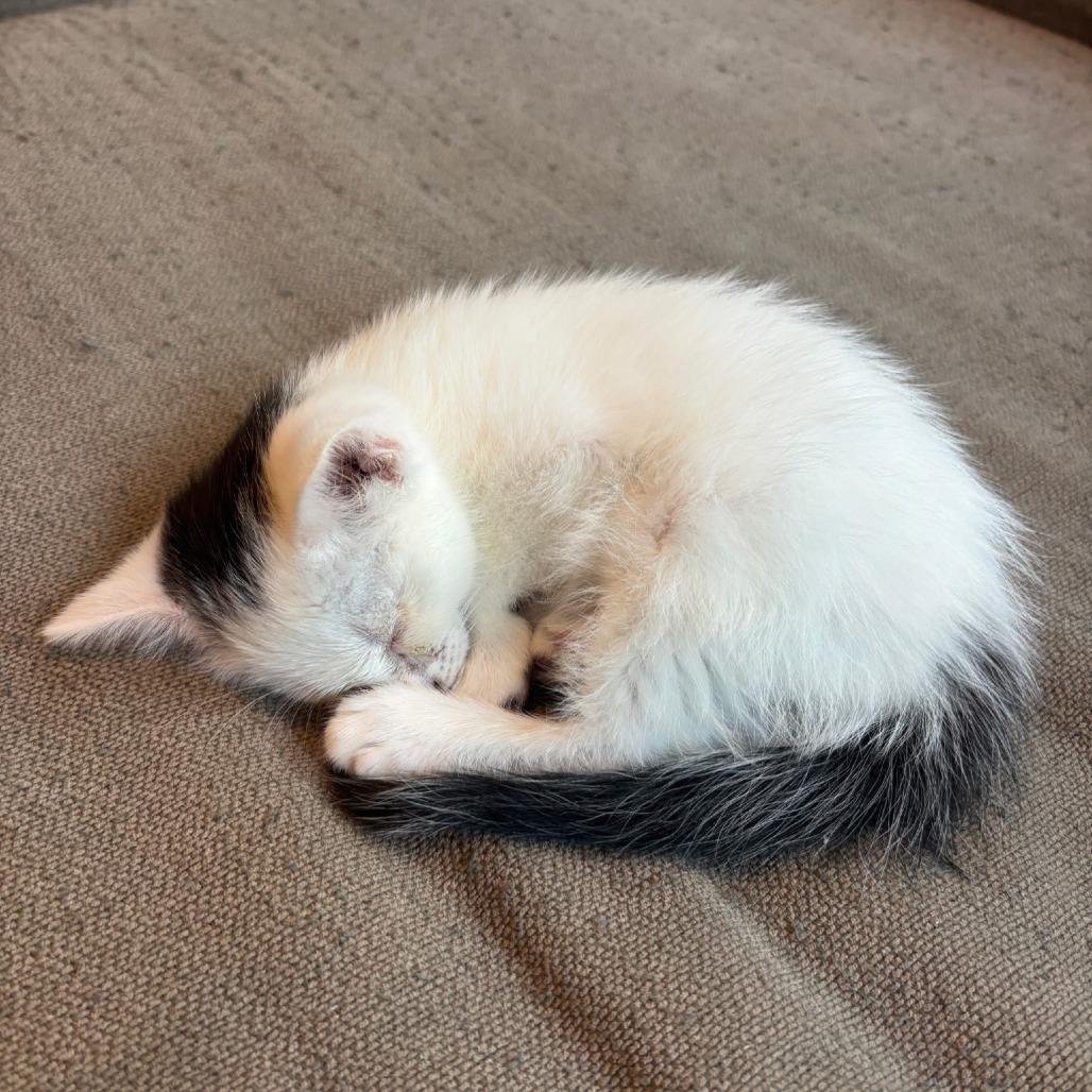 Molly, a Adoptable Domestic Short Hair in Richmond, VA image 3/6