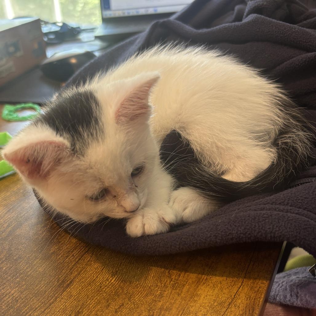 Molly, a Adoptable Domestic Short Hair in Richmond, VA image 4/6
