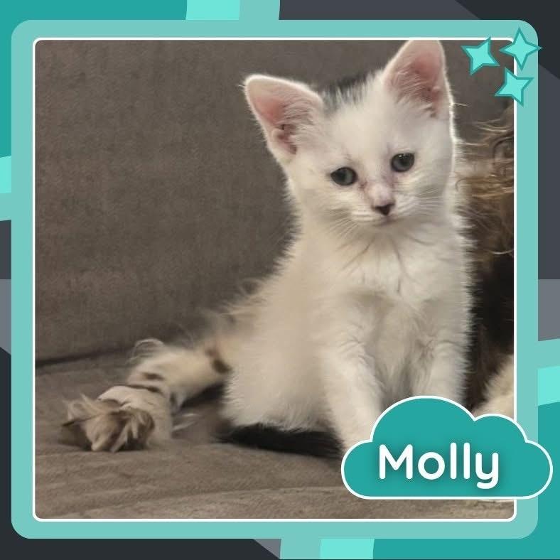 Molly, a Adoptable Domestic Short Hair in Richmond, VA image 4/6