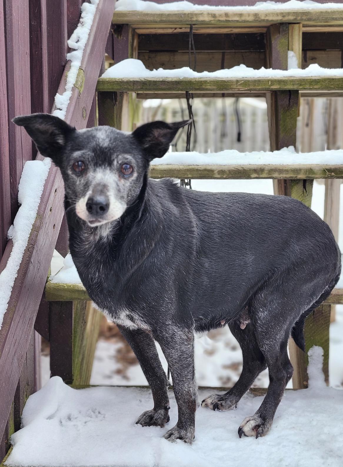 Enlarge Ada, a ADOPTABLE Chihuahua in Whitewater, WI image 3/6