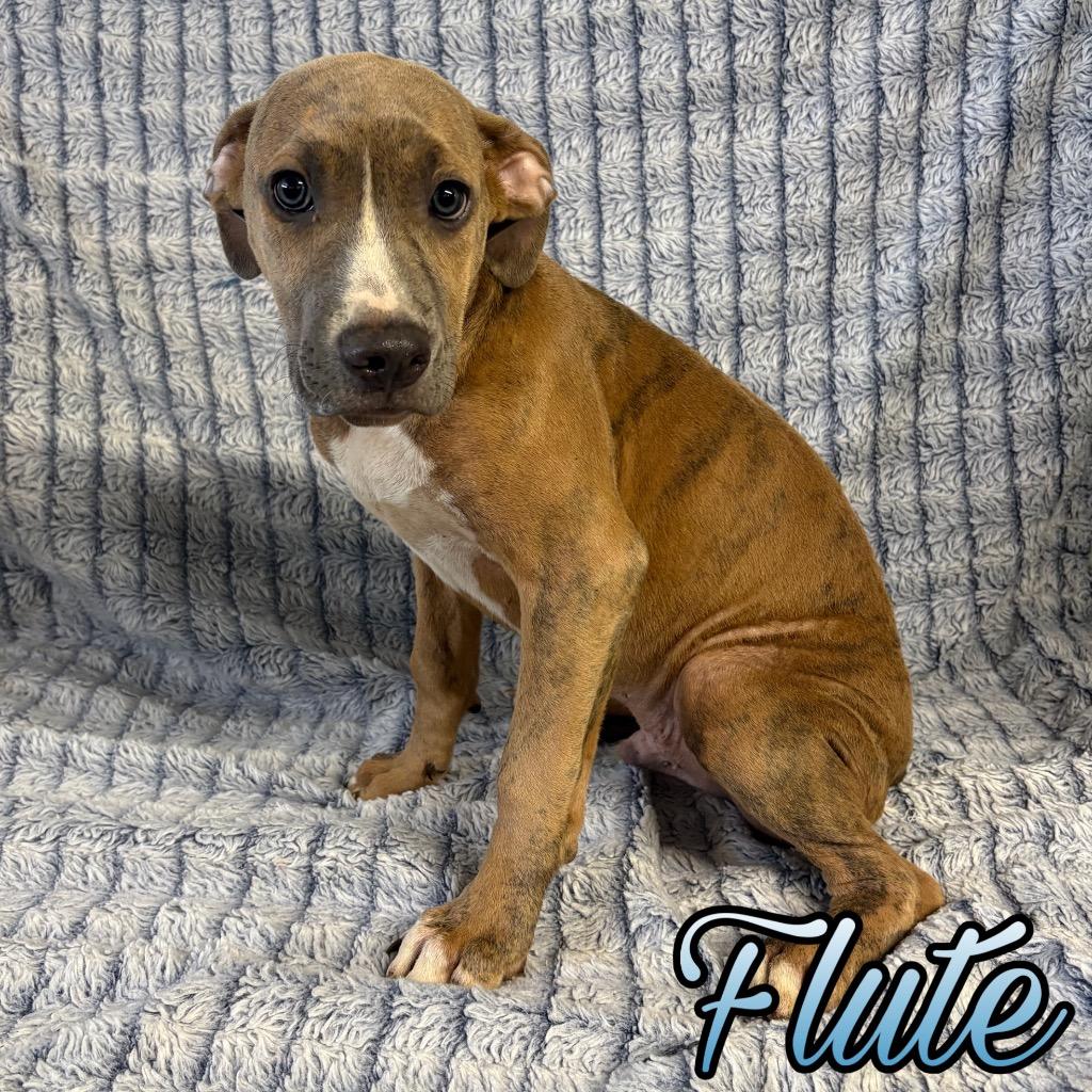 Enlarge Flute, a Adoptable mixed breed in Hillsboro, OH image 2/3