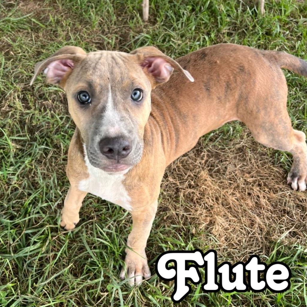 Enlarge Flute, a Adoptable mixed breed in Hillsboro, OH image 3/3