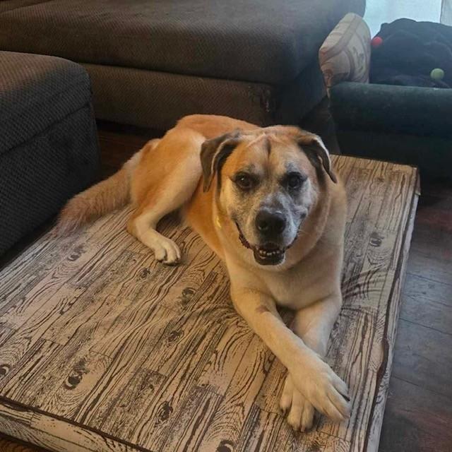 Enlarge Honey, a Adoptable mixed breed in Toronto, ON image 1/1