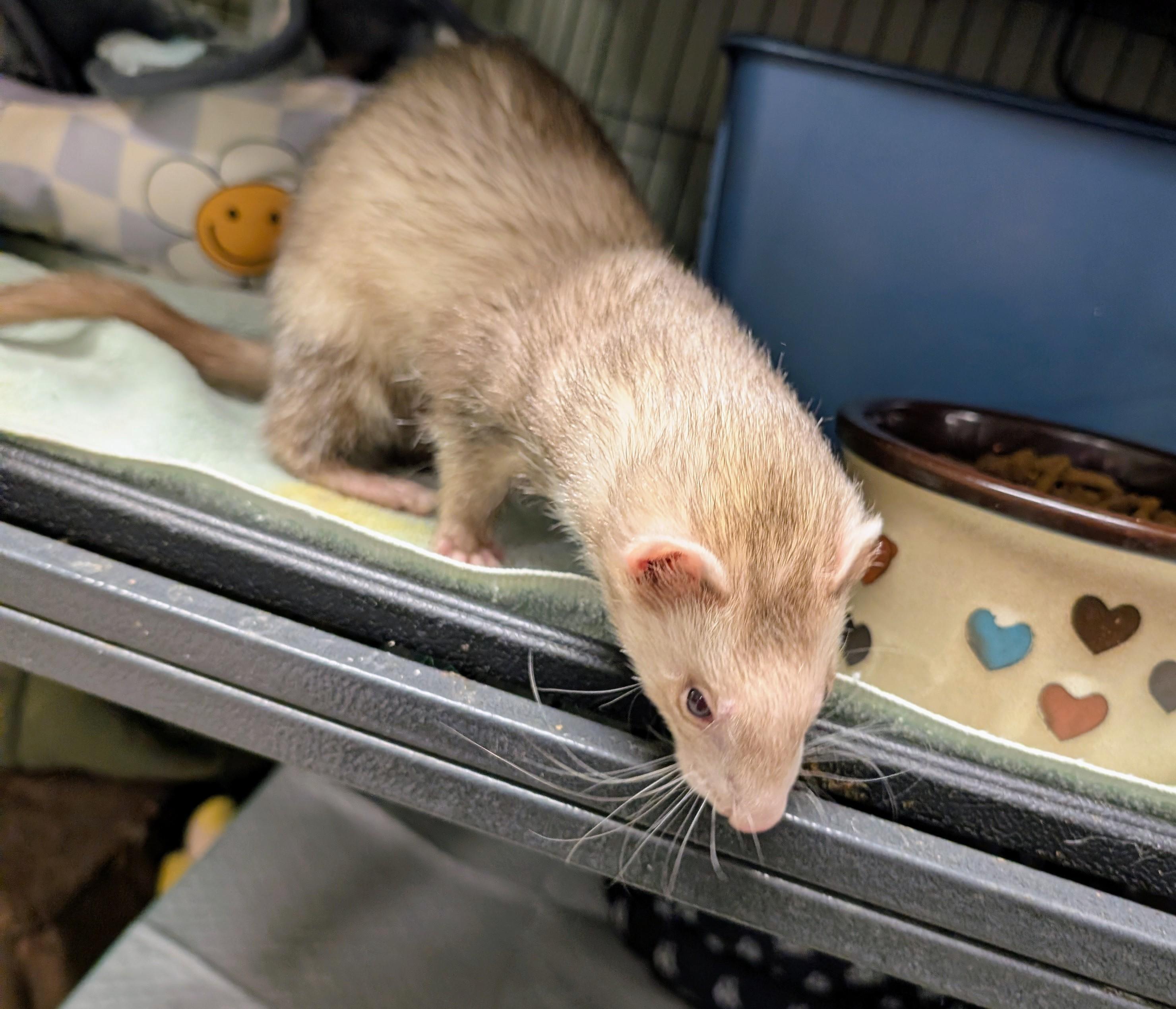Altair, a ADOPTABLE Ferret in Brandy Station, VA image 6/6