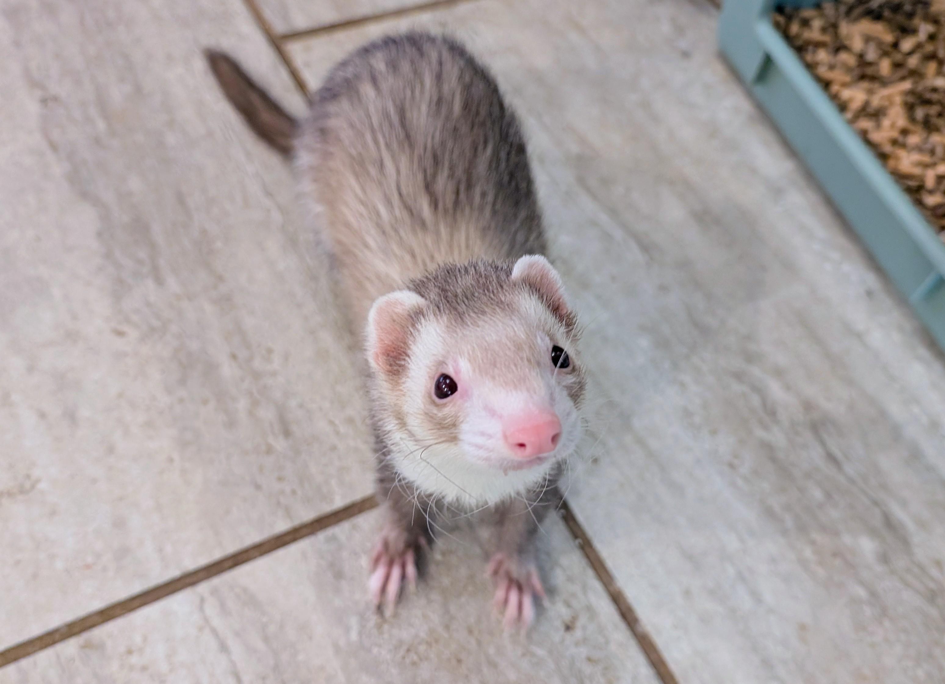 Altair, ADOPTABLE, Young Male Ferret.
