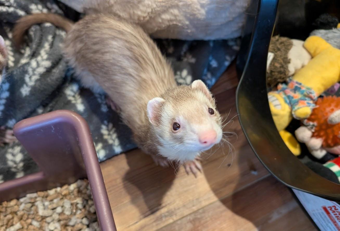 Altair, a ADOPTABLE Ferret in Brandy Station, VA image 3/6
