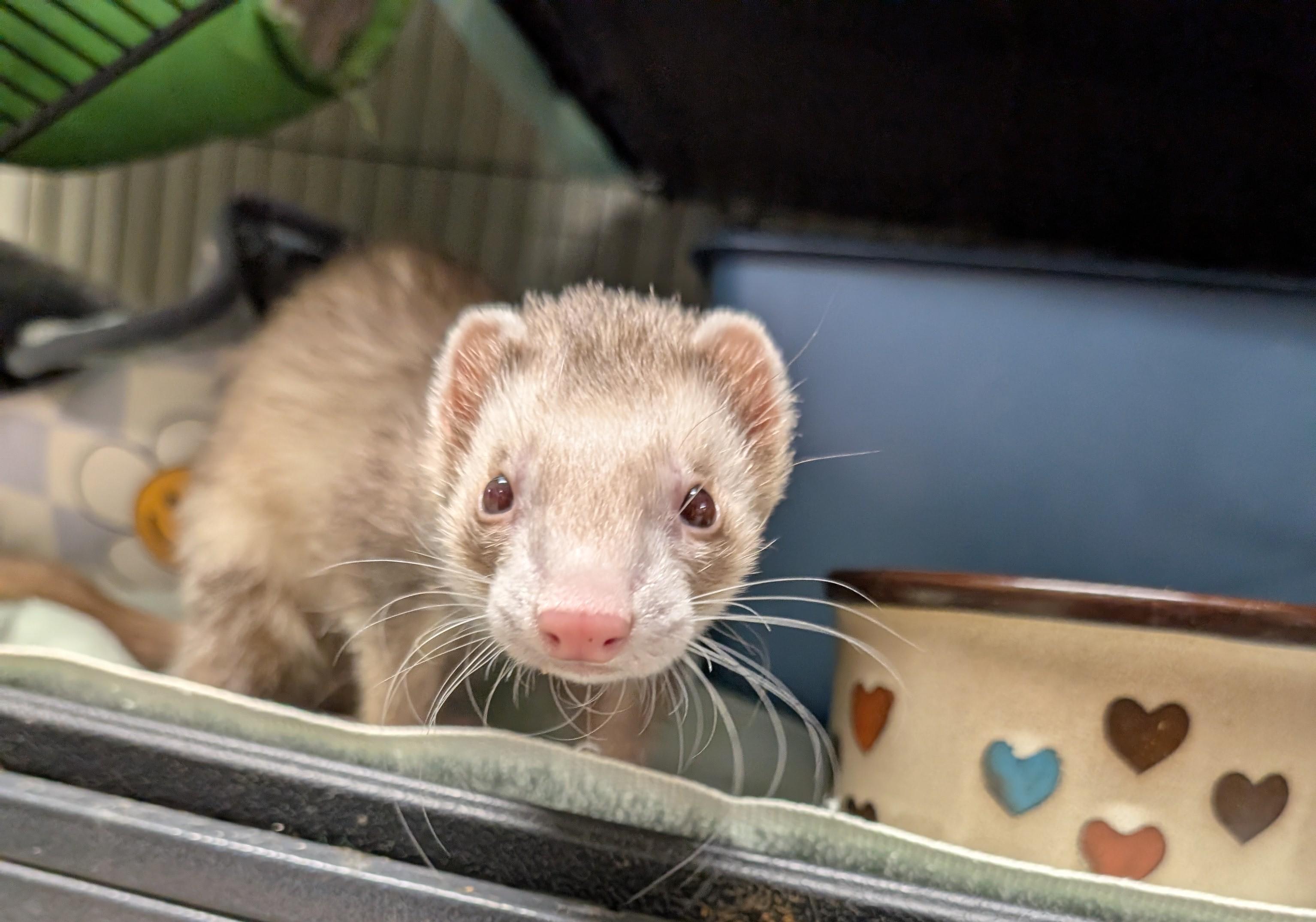 Altair, a ADOPTABLE Ferret in Brandy Station, VA image 2/6