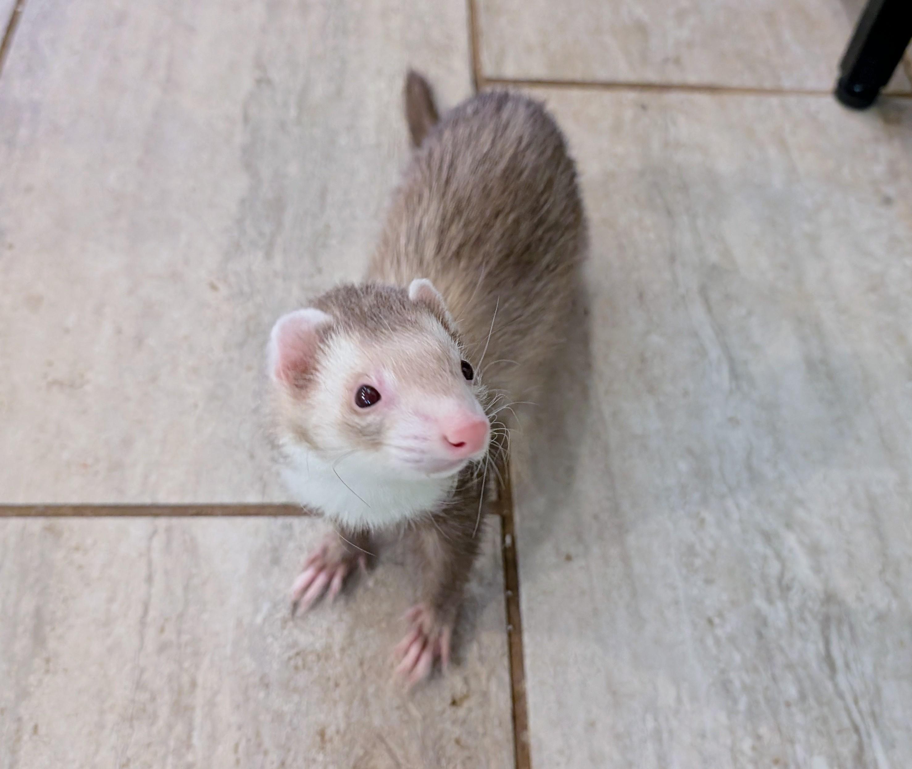 Altair, a ADOPTABLE Ferret in Brandy Station, VA image 5/6