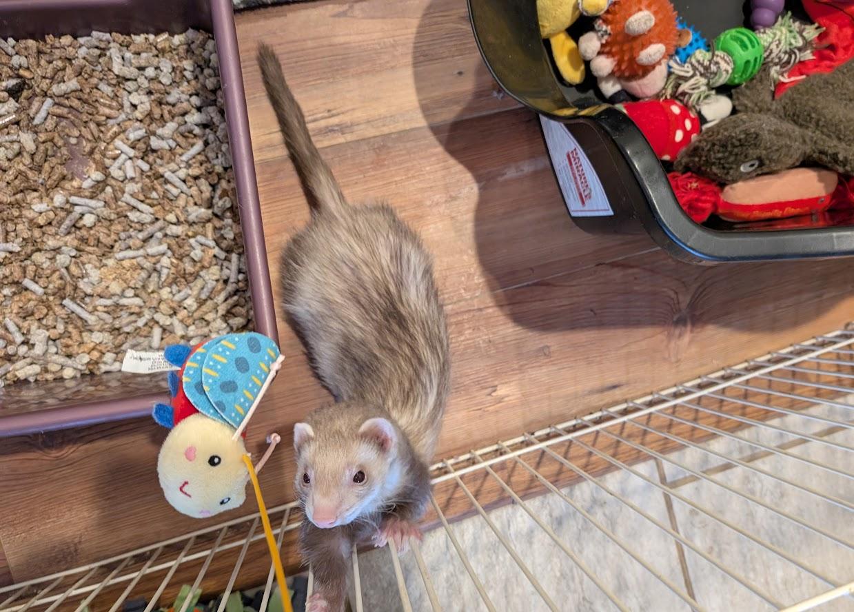 Altair, a ADOPTABLE Ferret in Brandy Station, VA image 4/6