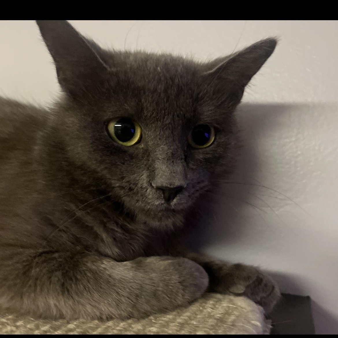 Cloud, a Adoptable Domestic Medium Hair in Brockport, NY image 4/4