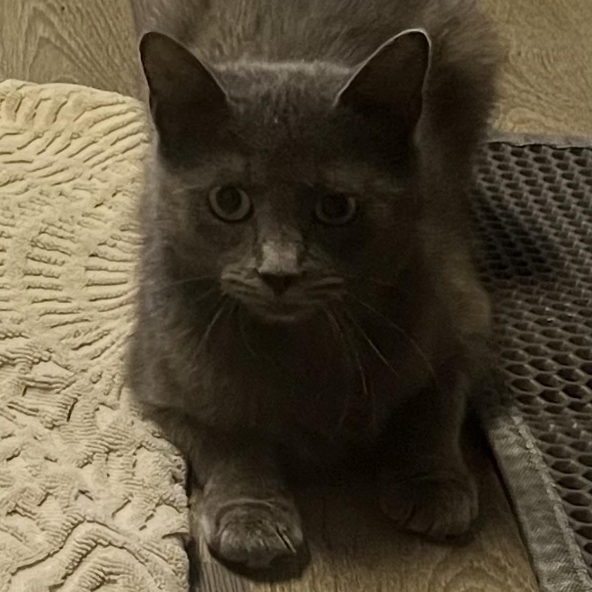 Cloud, Adoptable, Young Female Domestic Medium Hair.