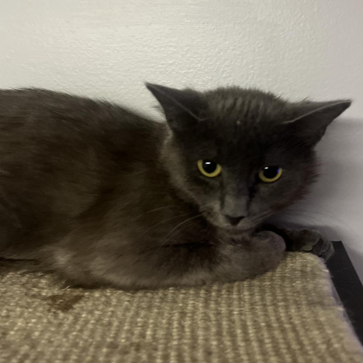 Cloud, a Adoptable Domestic Medium Hair in Brockport, NY image 3/4