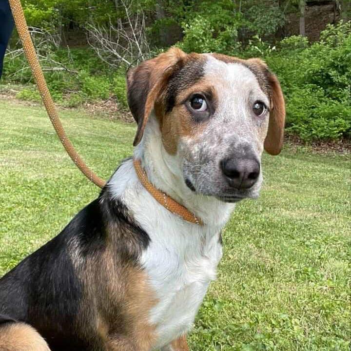Leonardo *Adoption Pending*, Adoptable, Young Male Australian Cattle Dog / Blue Heeler & Mixed Breed.