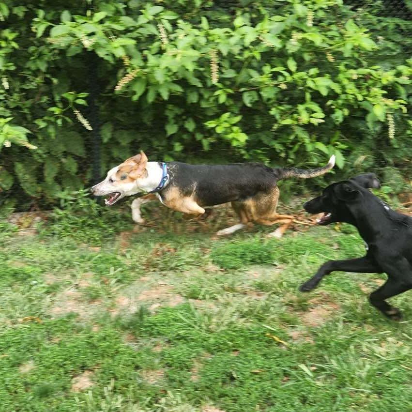 Leonardo *Adoption Pending*, a Adoptable mixed breed in Alexandria, VA image 2/6