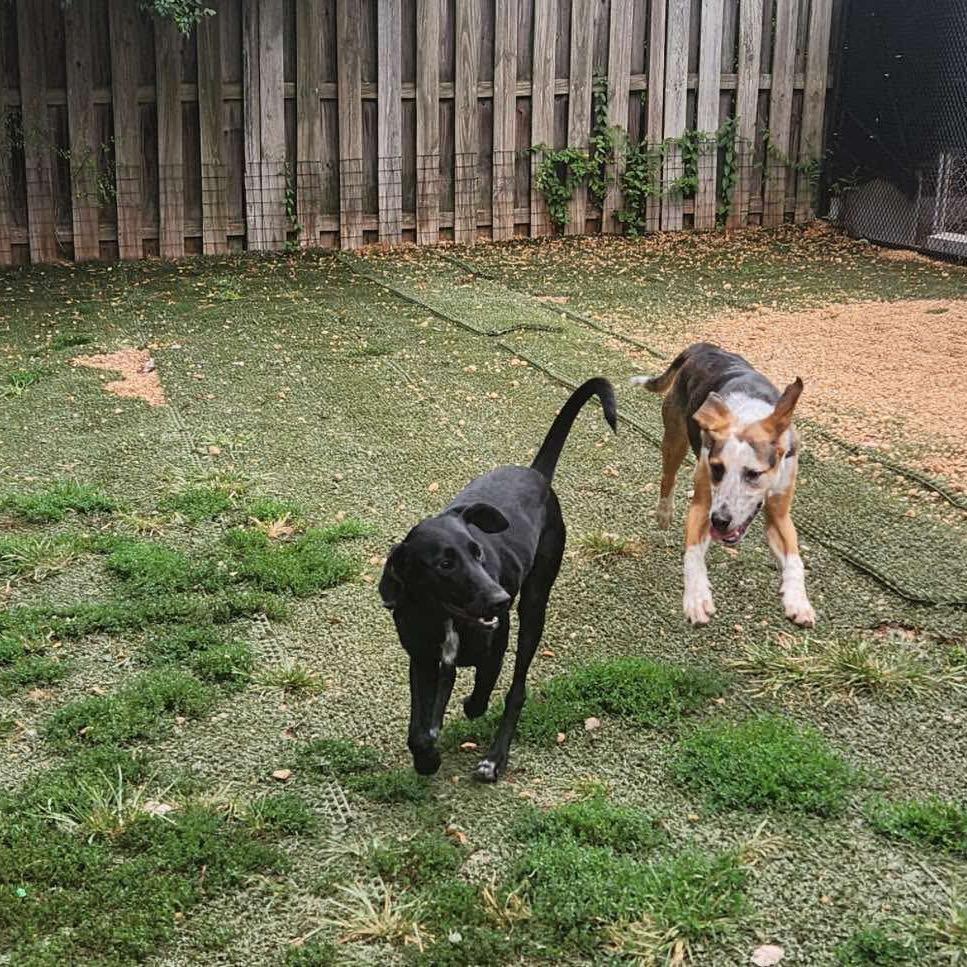 Leonardo *Adoption Pending*, a Adoptable mixed breed in Alexandria, VA image 3/6