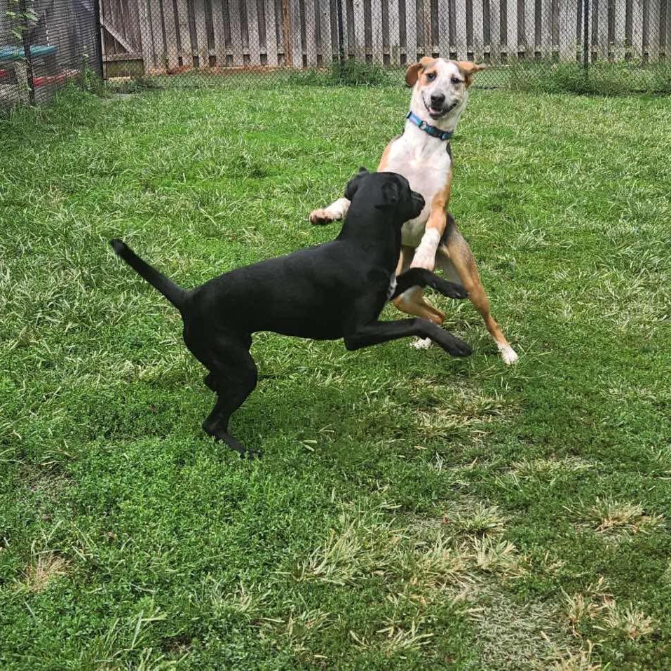 Leonardo *Adoption Pending*, a Adoptable mixed breed in Alexandria, VA image 4/6