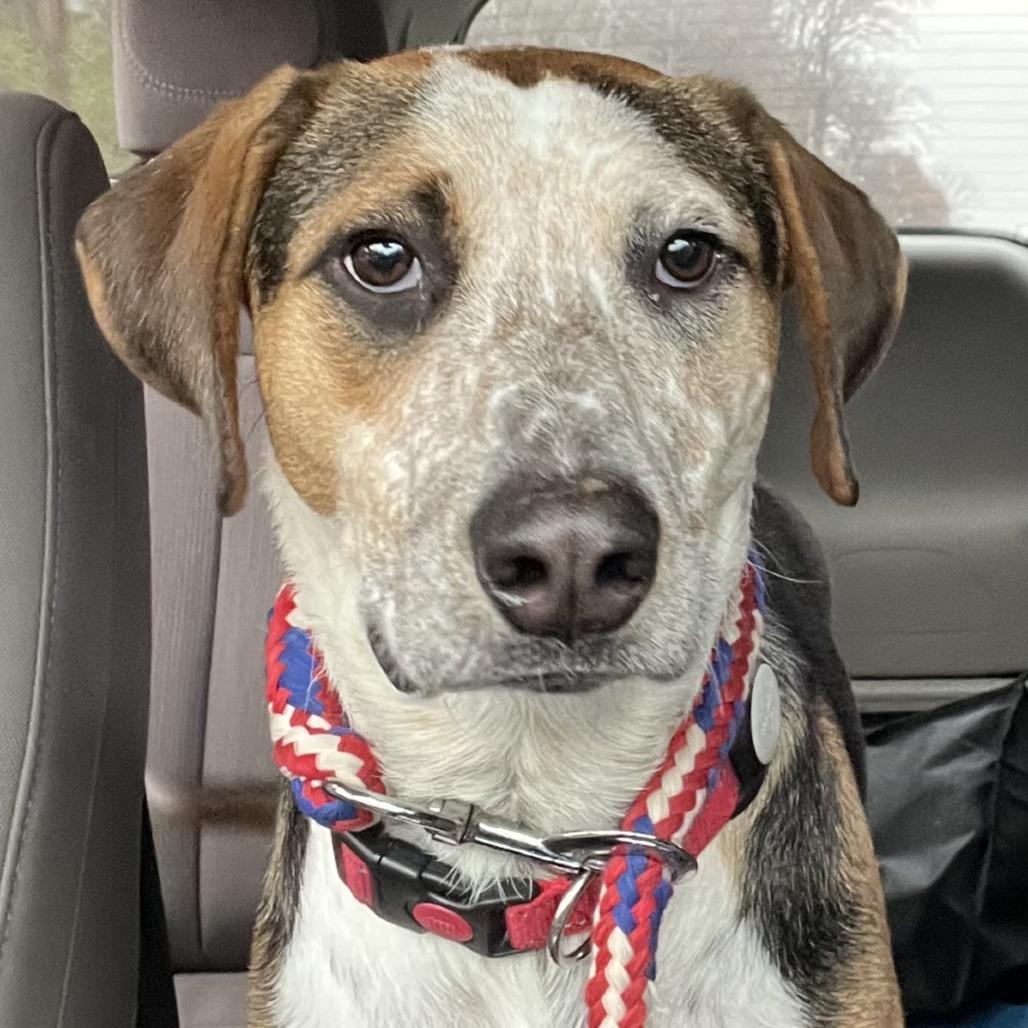 Leonardo *Adoption Pending*, a Adoptable mixed breed in Alexandria, VA image 5/6