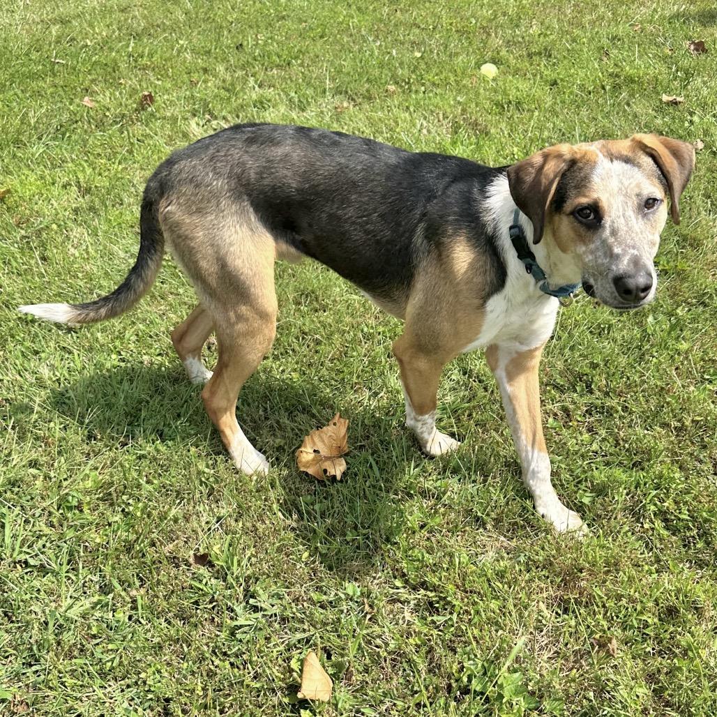Leonardo *Adoption Pending*, a Adoptable mixed breed in Alexandria, VA image 6/6